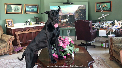 Funny Table Dancing Great Dane