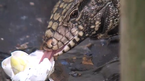 Tegu: Lizard species is out of control in parts of South Florida