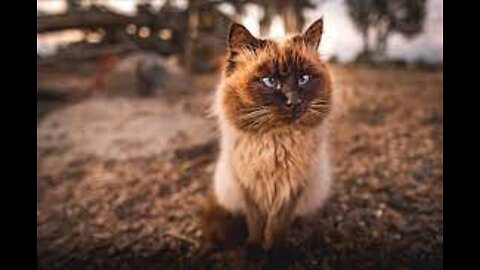 Fun Facts About Himalayan Cats