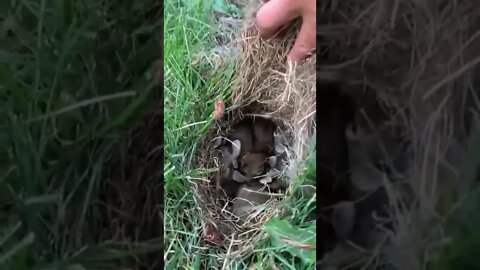 bunny Nest in gardan||Bunny nest in grass||bunny rabbit#rabbits #animals #shorts