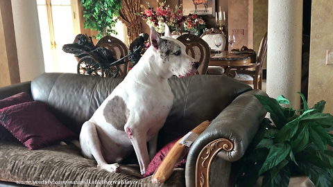 Funny Great Dane Enjoys Snacks on the Sofa