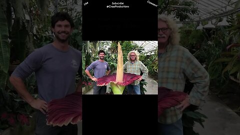 The Corpse Flower, aptly named for its putrid scent #flowers #shorts