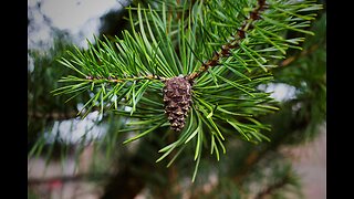 Great Recession making Christmas trees more expensive this year