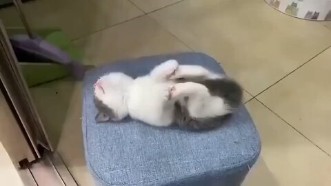 Funny kitten style🤣🤣😅