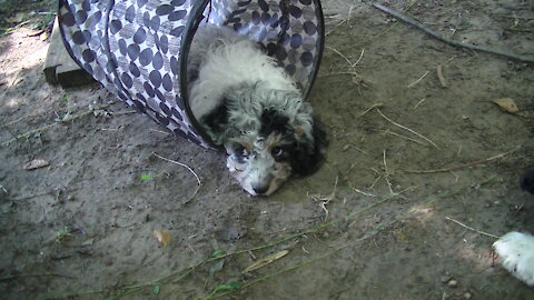 Good Cavapoo Daddy, "Buster" teaching puppies how to shake and pull...