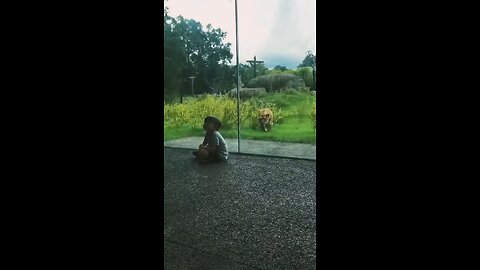 Lion Tries To attack the kid in Zoo