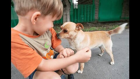 Laugh Out Loud with Hilarious Dog Moments Dog Chiropractors Secret to Canine Happiness