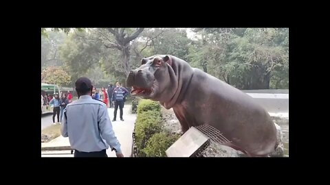 Do not feed the hippos.