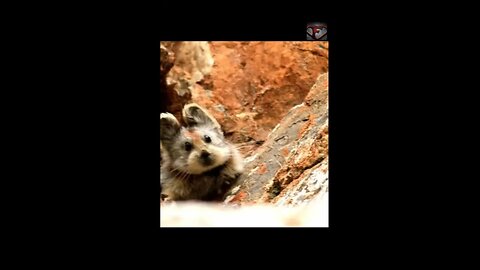 The Ili Pika Facts #shorts #amazingfacts #animals