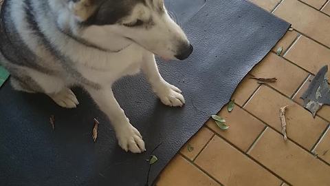 Vocal husky performs tricks in typical husky fashion