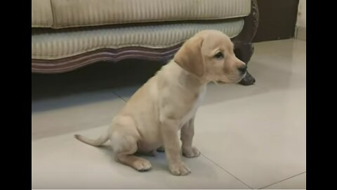 How to Train a Puppy or Dog to Patiently Wait for Food