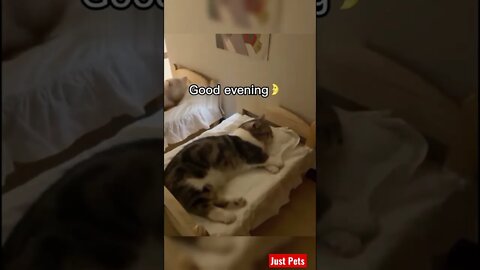 This will make your day #cute #tiktok #funnyanimals #cat