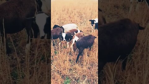 Playful WILD LAMBS! Farm Animals Having Fun! #animals #shorts #funnyanimals