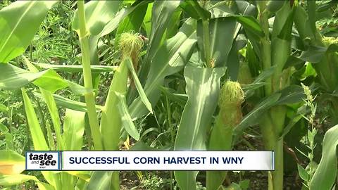 Corn harvest results in Western New York