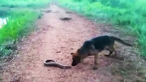 40 Times Animals Messed With The Wrong Opponent !-4