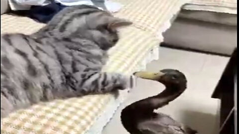 Cat Fights Duck ! The Most Adorable First Encounter Ever!