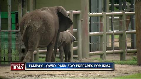 Final Hurricane preparations underway at Tampa’s Lowry Park Zoo