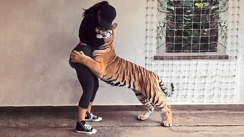 tiger reunited with owners #1 #Shorts