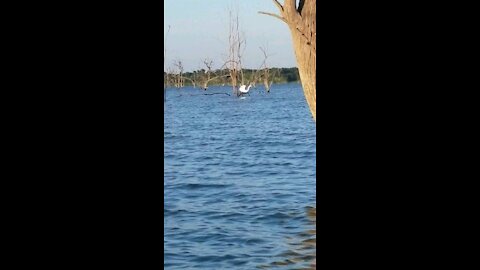 Heron takes flight through the trees in the lake