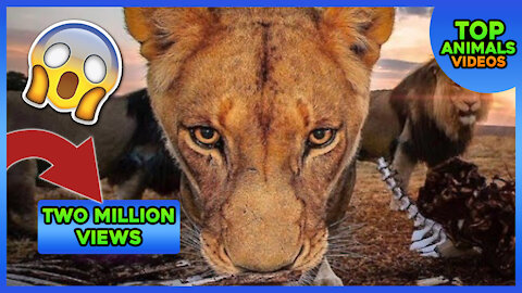 🔴 TWO LIONS ANIMAL FUNNY VIDEO 2021 😱😂