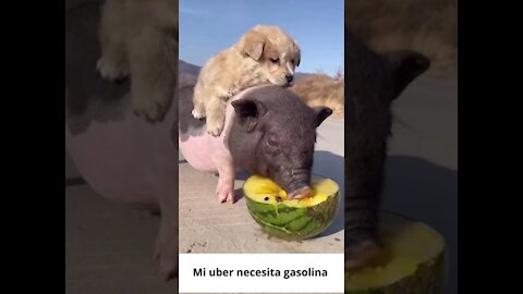 Animales divirtiéndose