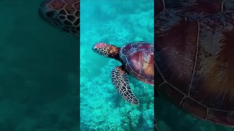 amazing under water ocean life #oceansound #calmingsounds #calmingvideos #relaxingvideo #relaxation