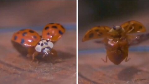 The Ladybug's Spectacular Flight in Slow Motion!