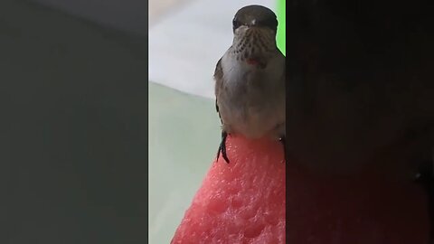 Hummingbird eating Watermelon. #shorts #outside #birdwatching