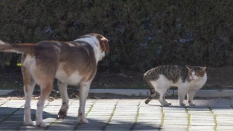 Funny 🤣 cat animals video 2022part 14Funist cat dog