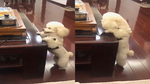 poodle is trying to grab the stick from the table #poodle #poodlelove #dogs