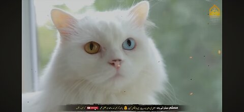 Jadoo sy Hifazat k liye Billi Palo. Brain grooming