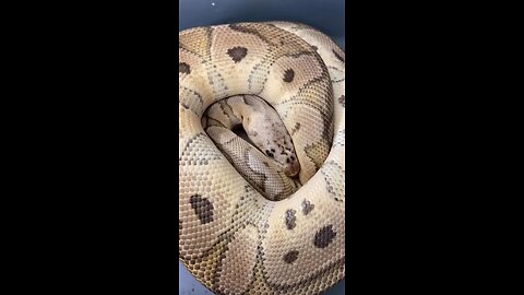 How to pull Ball Python eggs from the mom