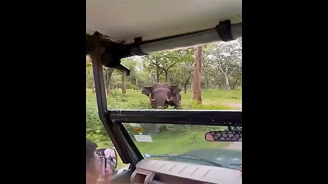 Awareness👀Elephant🐘Ditch🐘Pushing👉Car🚙Drive👀🏃‍♂️💥🔥😎