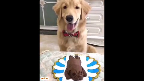 Look how the cute dog is loving the dog🐕🐕 trending video