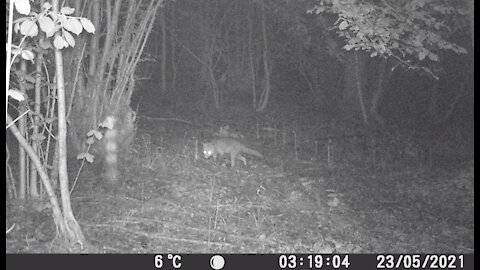 Apeman H55 Trail Cam After One Week