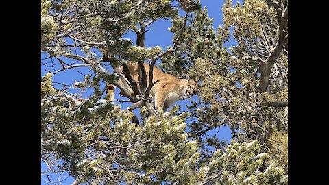 Mountain Lion