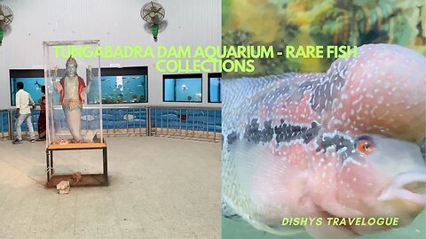 TUNDABADRA DAM AQAURIUM | RARE FISH COLLECTIONS #YouTube #fish #aquarium #tungabhadradam