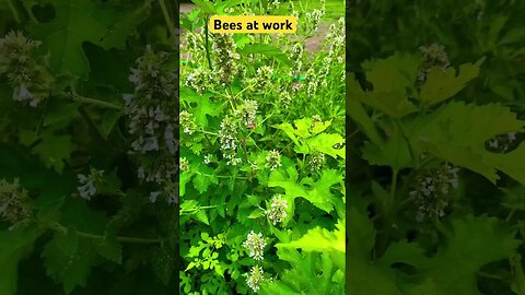 Bees at work on the flowers