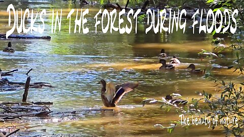 Ducks in the forest at high water/beautiful ducks swimming in flooded forest/ducks in muddy water.