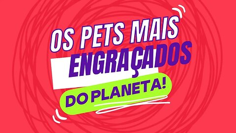 OS PETS MAIS ENGRAÇADOS DO PLANETA