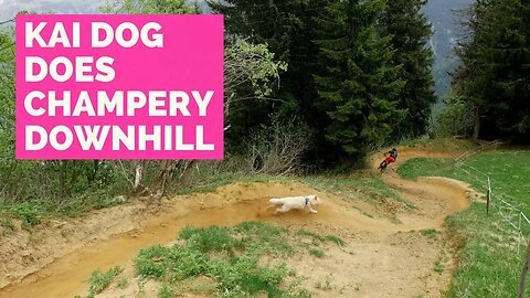 KAI DOG DOES CHAMPERY DOWNHILL