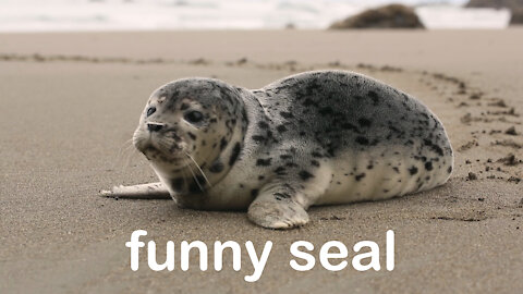 Seal