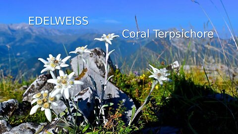 Edelweiss