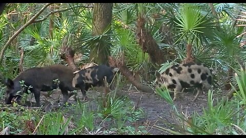 What It's Like Hunting In Florida. Snakes in the Ground Blind! Successful Bowhunt For Hogs!