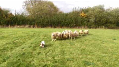 This dog is the world's unlikeliest shepherdess