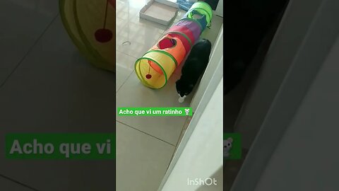 Gato brincando com o ratinho Jubileu de borracha. Gato Bartolomeu Tunico engraçado 😸😸