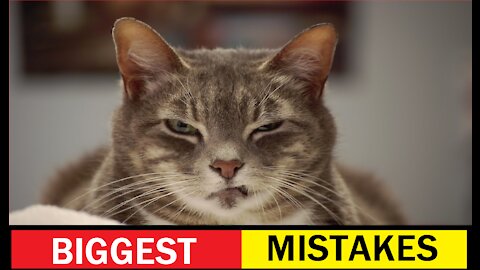 Mistakes Cat Owners Make