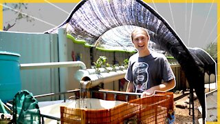 Bryson's Simple Aquaponics Build | Full Version Complete Build | Movie Length