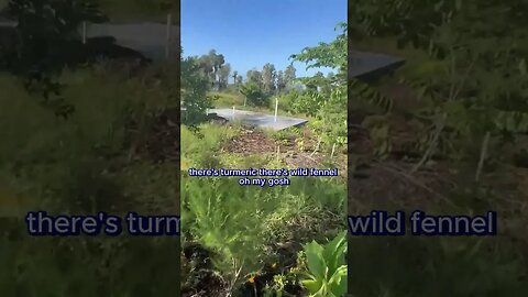 Feed Or Heal The World? Grow A Lawn! 😂🤣 Funny Video #funny #shorts #best