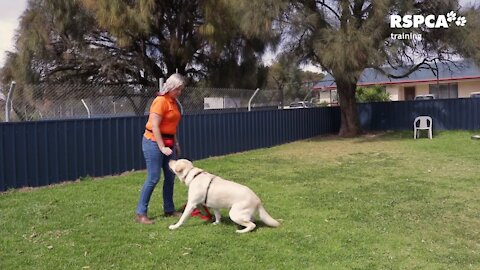 How To Teach Your Dog to sit and drop .